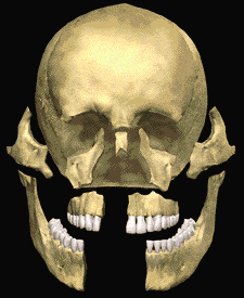 Skeleton Graphic